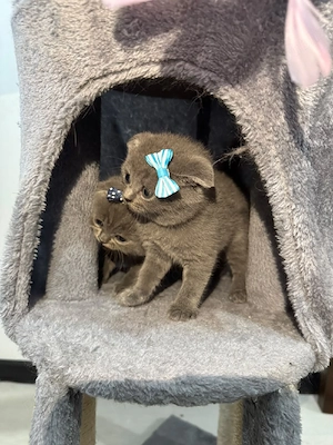 De vânzare pui Scottish Fold - imagine 3