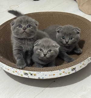 De vânzare pui Scottish Fold - imagine 5