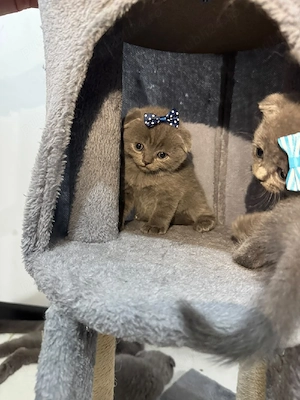 De vânzare pui Scottish Fold - imagine 4