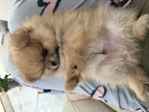  Pui Pomeranian Mini Toy își caută familii iubitoare - imagine 3