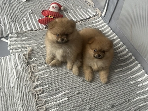  Pui Pomeranian Mini Toy își caută familii iubitoare - imagine 5