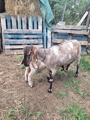 Capre anglonubiene de vânzare