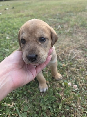 pui vizsla maghiara metis GRATIS - imagine 4