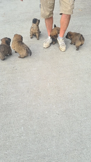 disponibili 2 masculi si 3 femele ,gata pentru o casuta noua . - imagine 4