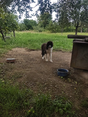 Vând cățel Ciobanesc de Bucovina 