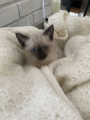 Puiut Birmanez 