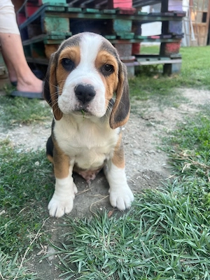 Pui beagle disponibili- Bucuresti si Dambovita