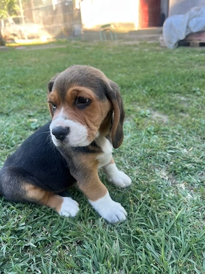 Pui beagle disponibili- Bucuresti si Dambovita - imagine 2
