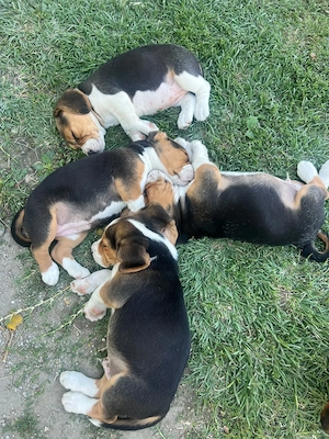 Pui beagle disponibili- Bucuresti si Dambovita - imagine 4