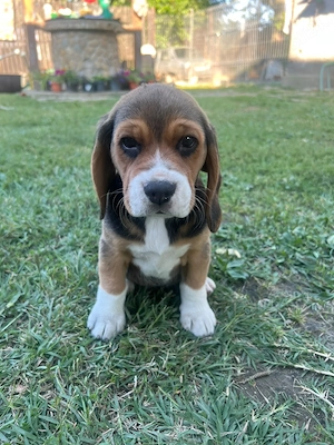 Pui beagle disponibili- Bucuresti si Dambovita - imagine 3