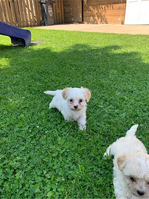 Puisor Bichon Maltez mini - imagine 3