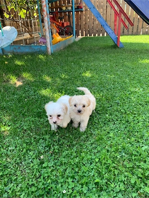 Puisor Bichon Maltez mini - imagine 2