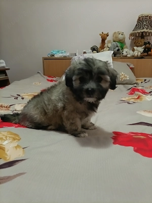 Bichon havanez ,născut pe 11.05.2026