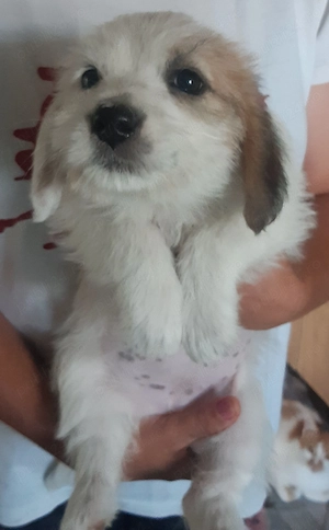 Ofer spre adopție căței bichon metis   - imagine 2