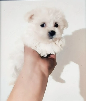 Bichon miny toy 6 saptamanini 