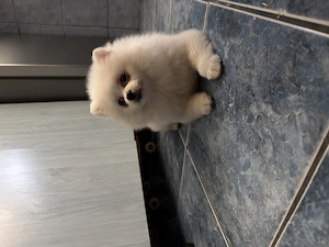 Vând Caine pomeranian 7 luni