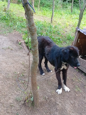 câine ciobanesc corb