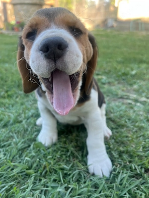 Pui Beagle tricolor  deosebiți - 7 săptămâni  - imagine 3