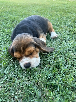 Pui Beagle tricolor  deosebiți - 7 săptămâni  - imagine 2