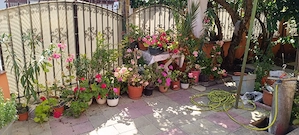 Casa Viile Noi - imagine 5