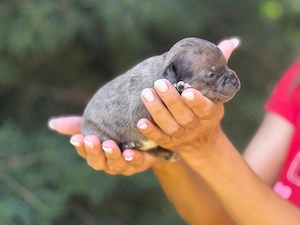 Staffordshire Bull Terrier  - imagine 2