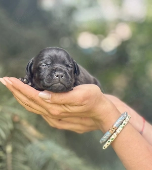 Staffordshire Bull Terrier  - imagine 3