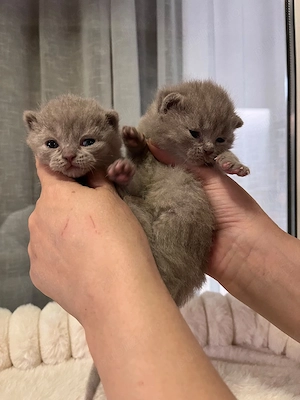 British shorthair lilac  - imagine 5
