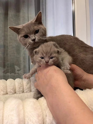 British shorthair lilac  - imagine 3
