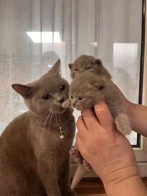 British shorthair lilac 