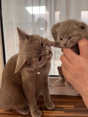 British shorthair lilac  - imagine 4