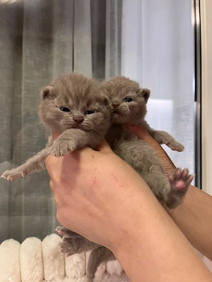 British shorthair lilac  - imagine 2