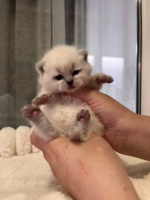 British shorthair colorpoint  - imagine 2