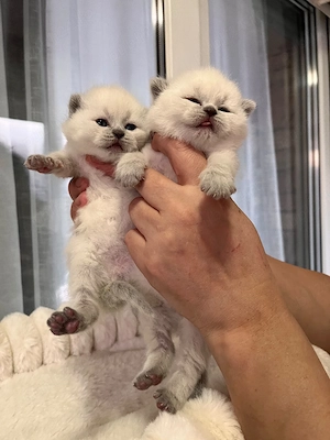 British shorthair colorpoint  - imagine 4
