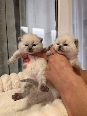 British shorthair colorpoint  - imagine 3