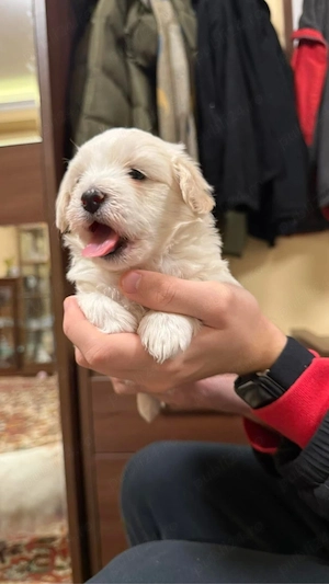 Bichon Maltez 