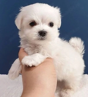 Bichon Maltez mini toy 