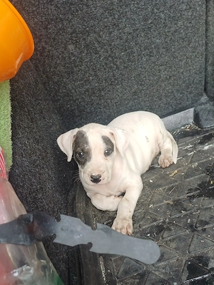 dogo argentino - imagine 4
