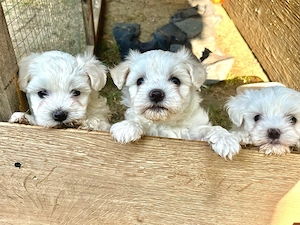 Bichon Maltez