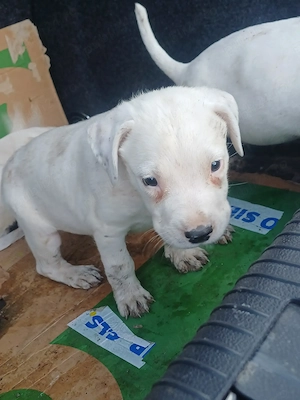 dogo argentino - imagine 3