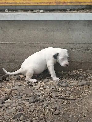 dogo argentino - imagine 5