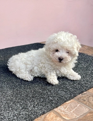 Vand catelusi Bichon Maltese