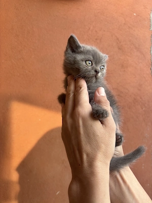 Disponibili 3 pisoiași British Shorthair blue - imagine 2