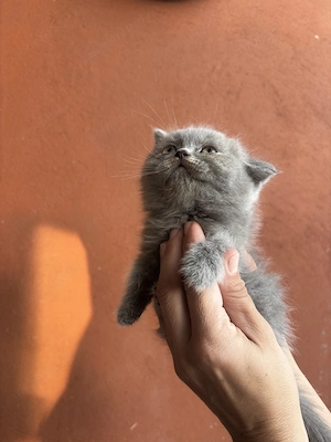Disponibili 3 pisoiași British Shorthair blue - imagine 3