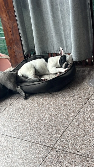 Buldog francez speciala  - imagine 2