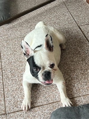 Buldog francez speciala 