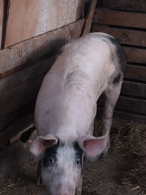 porc.      
