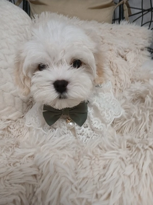 bichon maltez adorabil