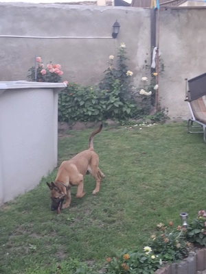 Cățea de ciobănesc belgian de malinois  - imagine 2