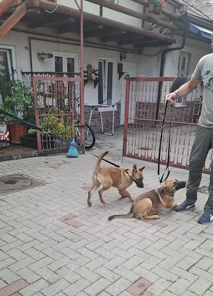 Cățea de ciobănesc belgian de malinois  - imagine 3