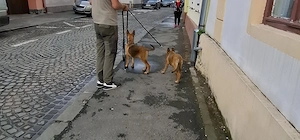 Cățea de ciobănesc belgian de malinois  - imagine 4